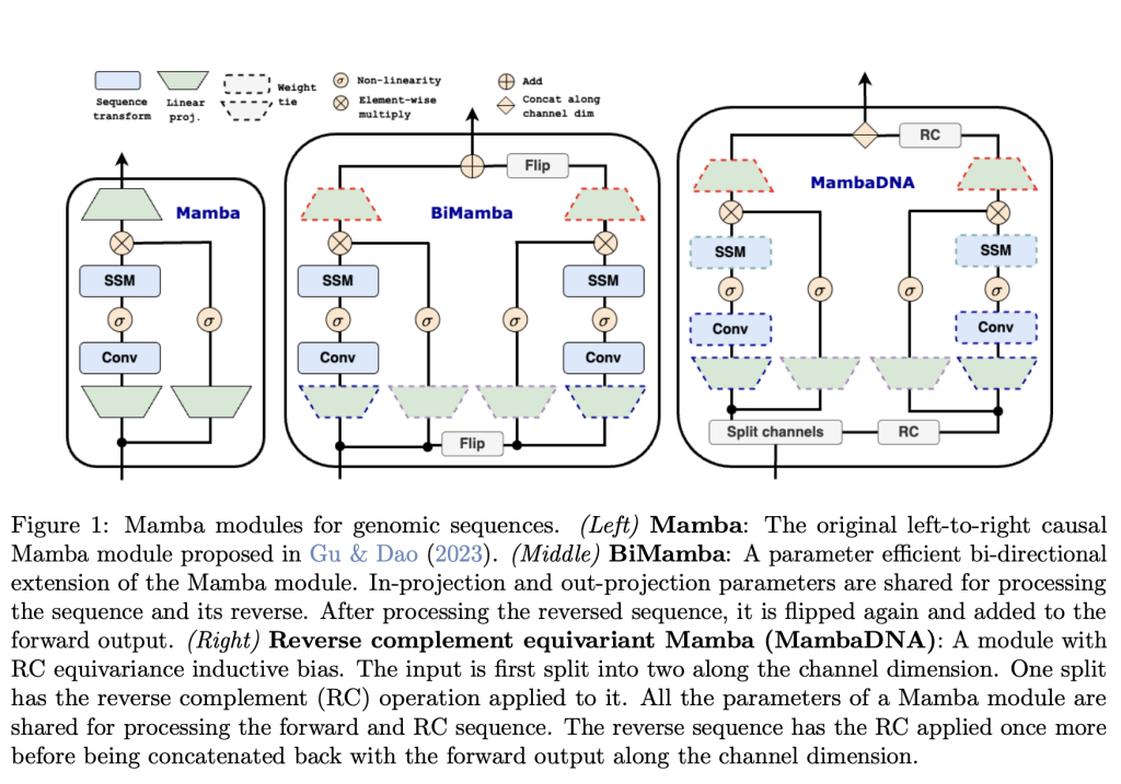 This AI Paper from Cornell Proposes Caduceus: Deciphering the Best Tokenization Strategies for Enhanced NLP Models