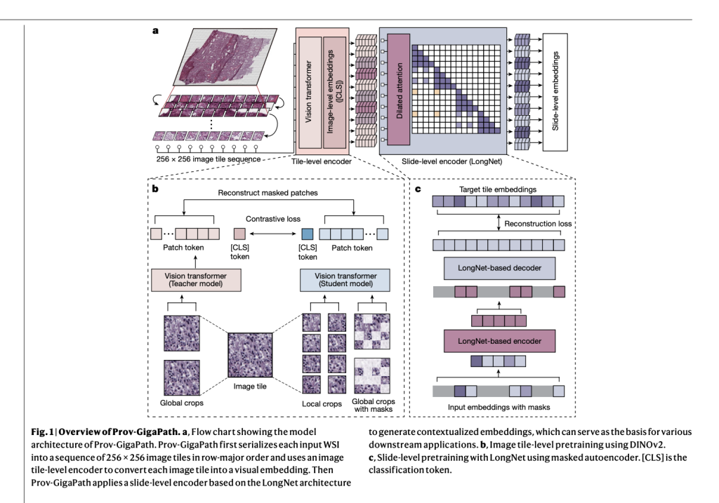 Microsoft Research Introduces Gigapath: A Novel Vision Transformer For Digital Pathology