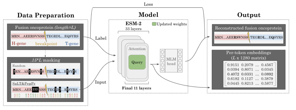 FusOn-pLM: Advancing Precision Therapy for Fusion Oncoproteins through Enhanced Protein Language Modeling