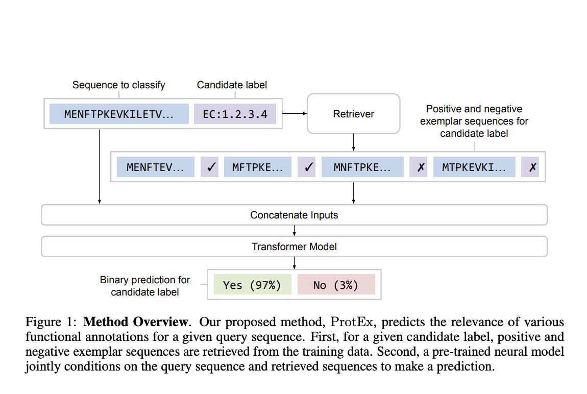 ProtEx: Enhancing Protein Function Prediction with Retrieval-Augmented Deep Learning